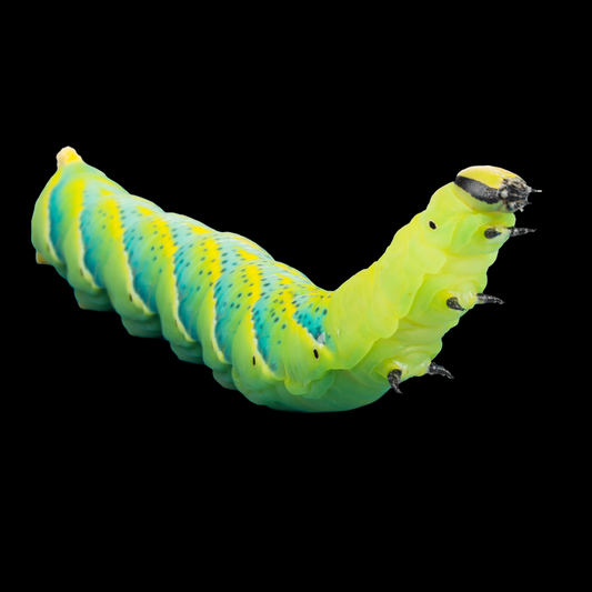 Caterpillar Annual Plan